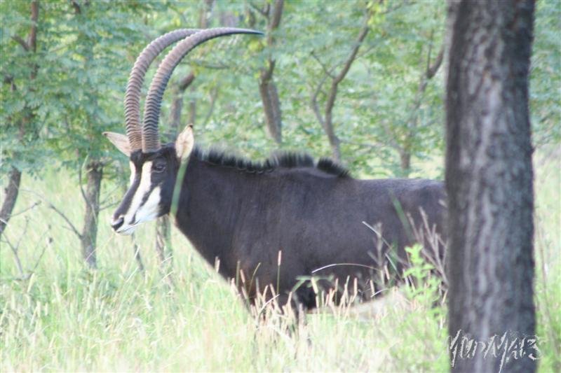 Mud Maps Africa Entabeni 8416